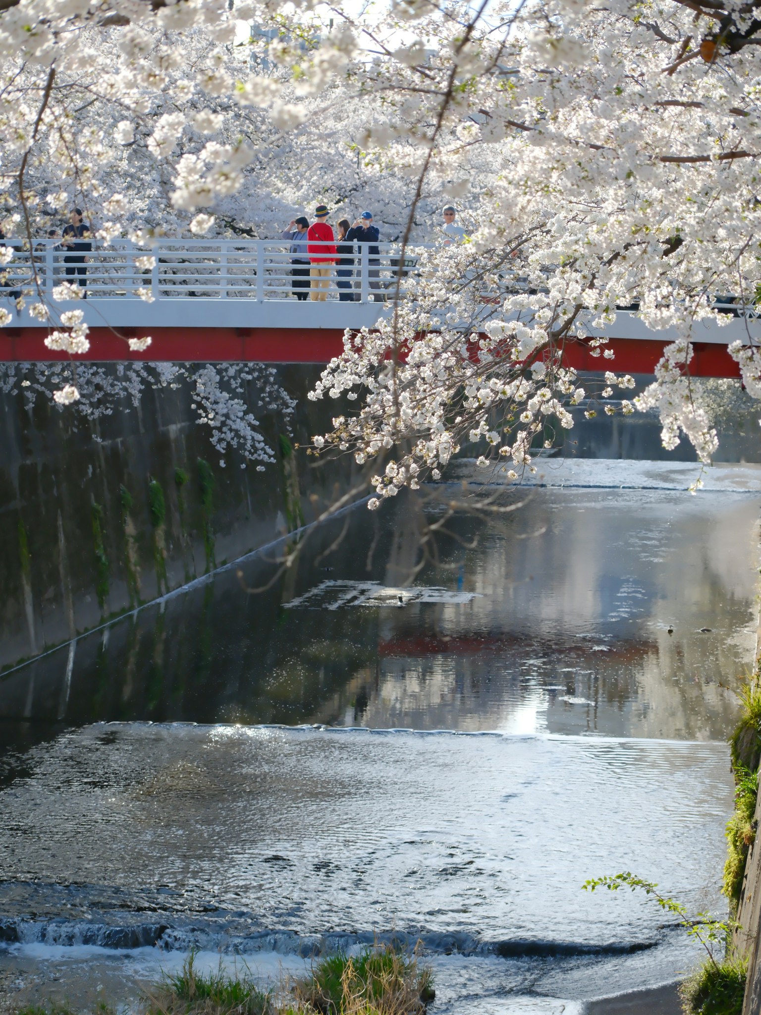 Scenic view of cherry blossoms over a river Red bridge with people
