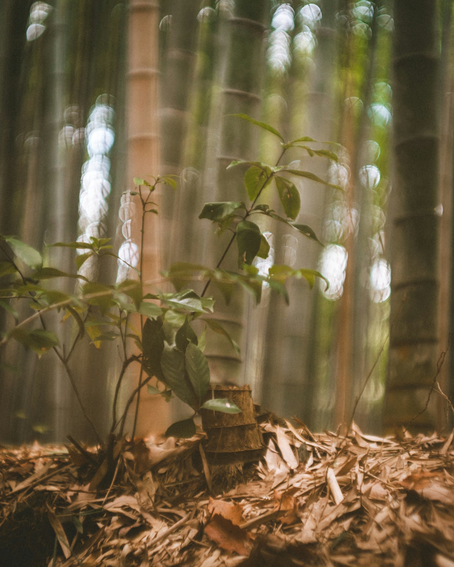 Une petite plante entourée de bambous dans un cadre forestier