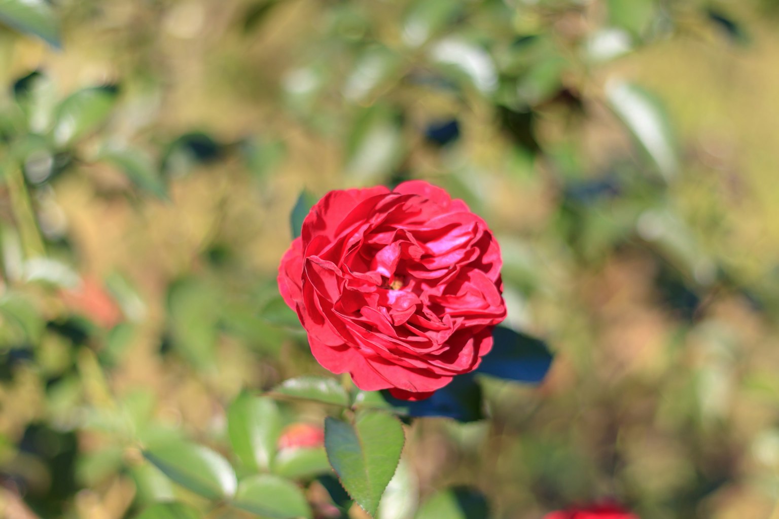 Una vibrante rosa roja floreciendo en un jardín