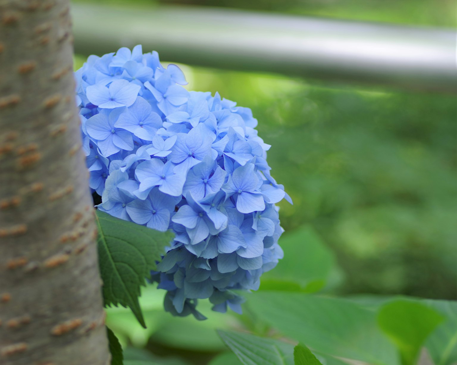 Flor de hortensia azul asomando entre hojas verdes