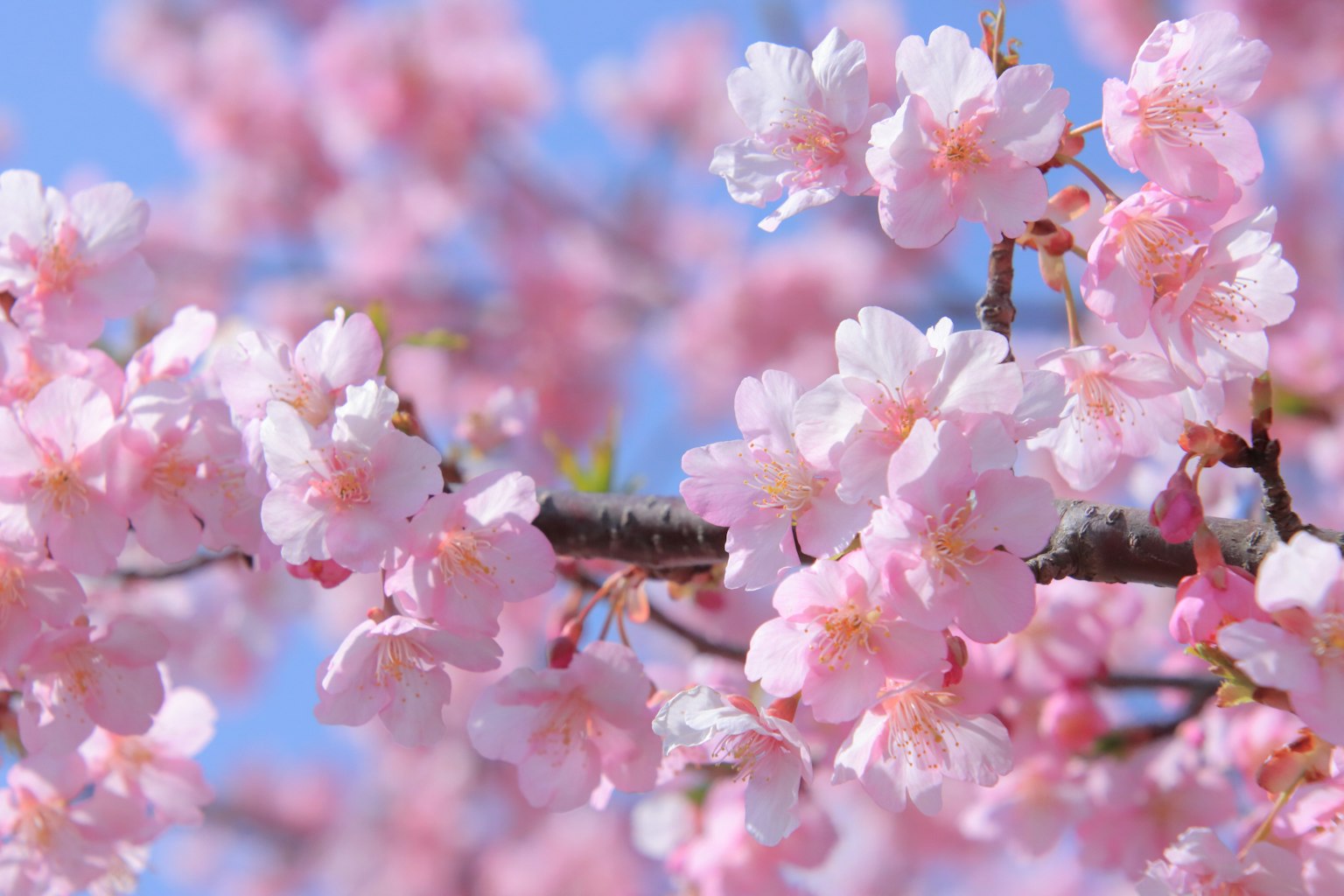 Nahaufnahme von Kirschblüten, die unter einem blauen Himmel blühen