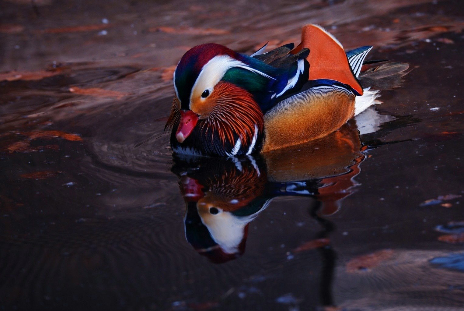 水面に映るオシドリのような色鮮やかな鳥