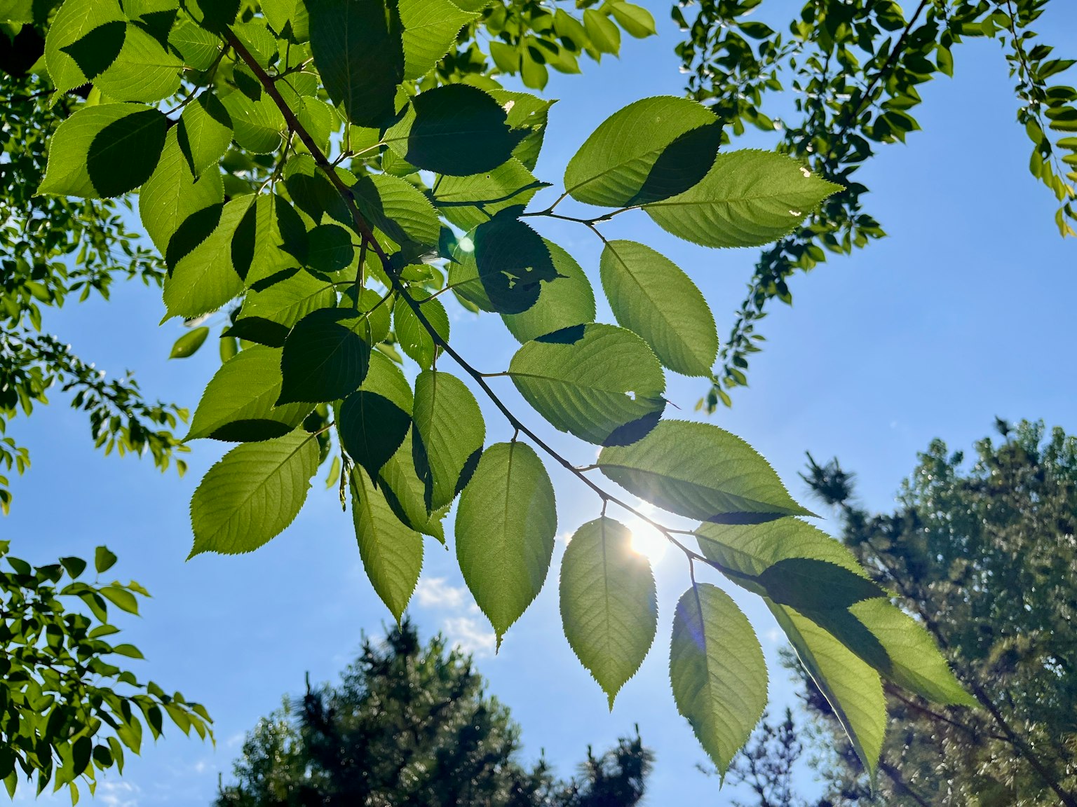 Foglie verdi sovrapposte sotto un cielo blu brillante con la luce del sole che brilla