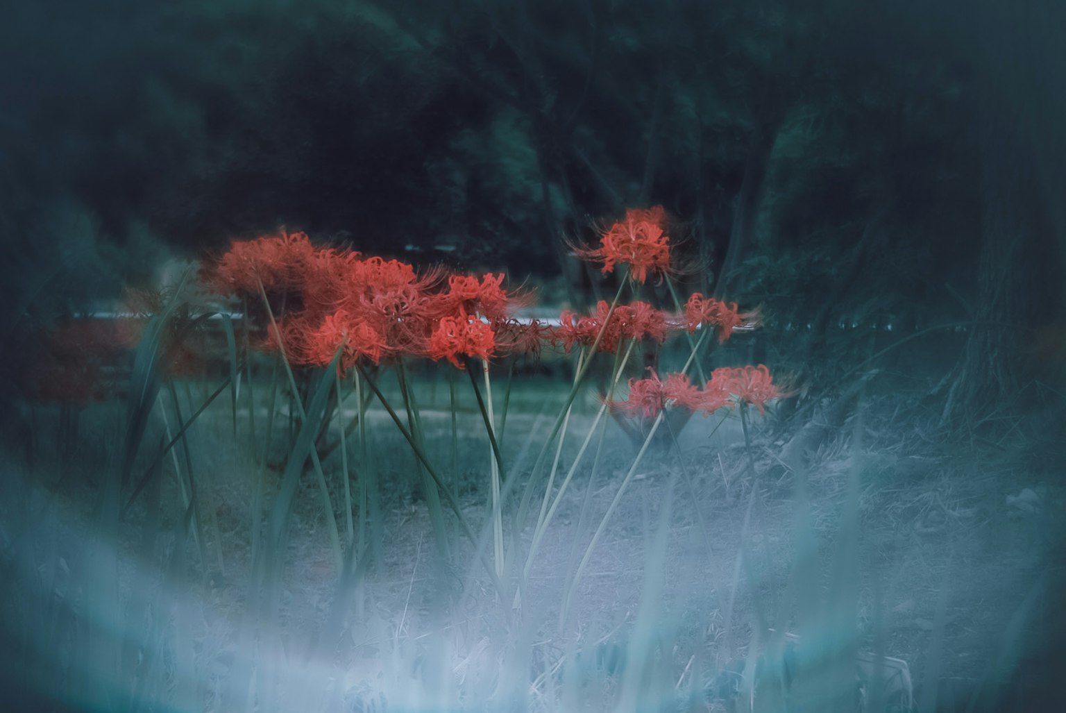 赤い花が霧の中に浮かぶ幻想的な風景