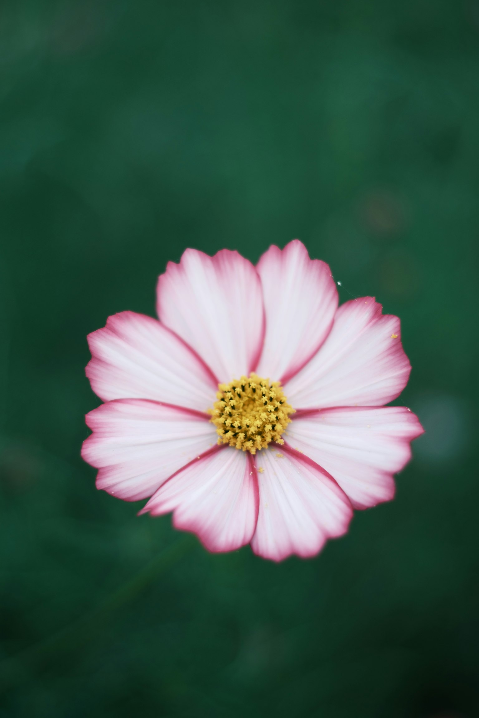 白とピンクの花びらを持つコスモスの花中心に黄色い花粉がある背景は緑色