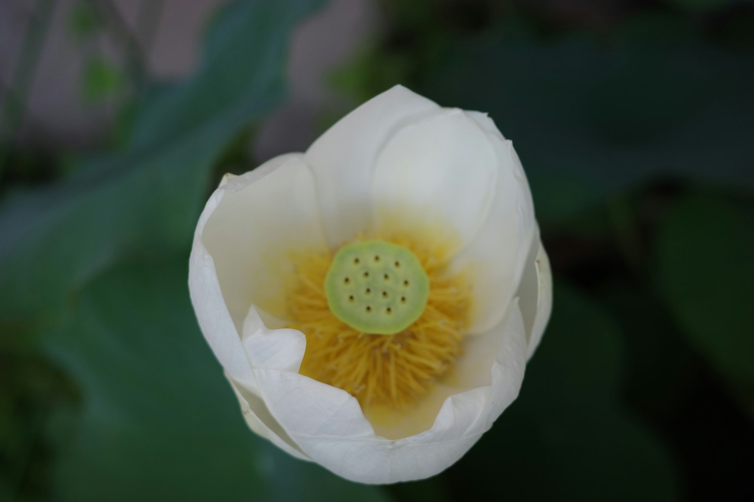 白色莲花盛开，中心为黄色，绿色种子荚