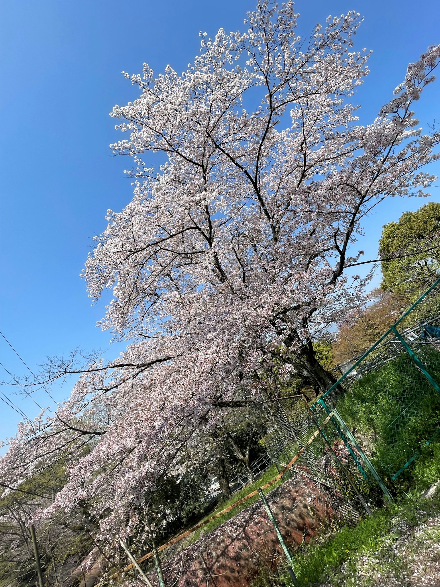 Arbre de cerisier en pleine floraison sous un ciel bleu