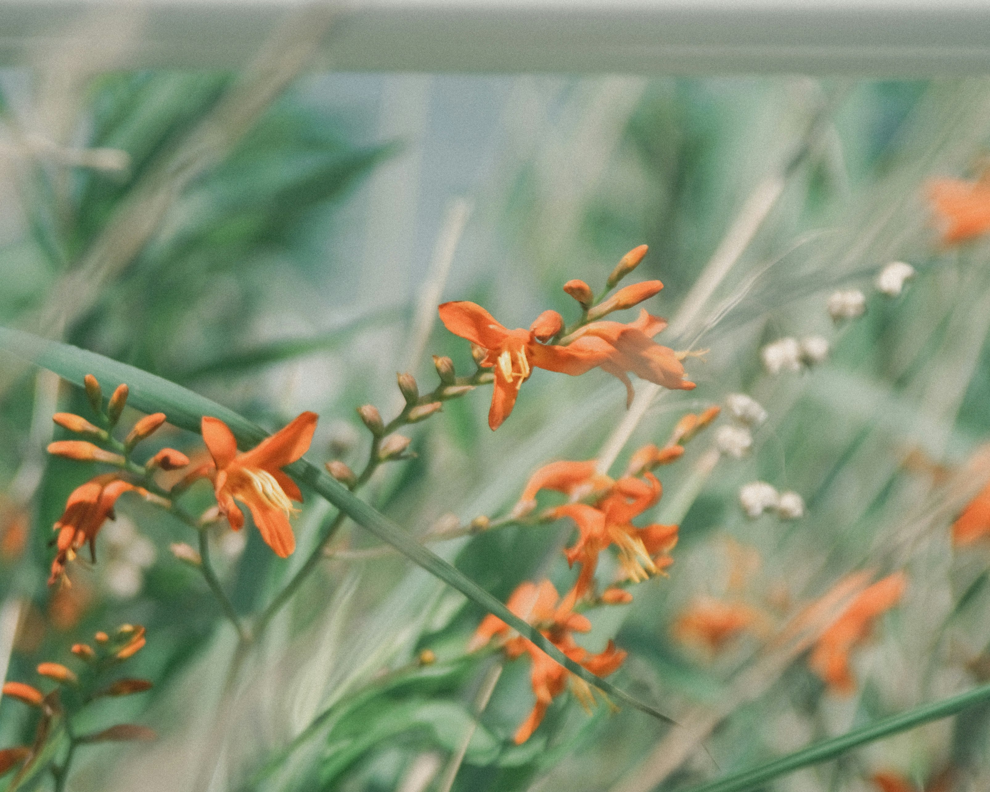 オレンジ色の花が揺れる草地の花畑
