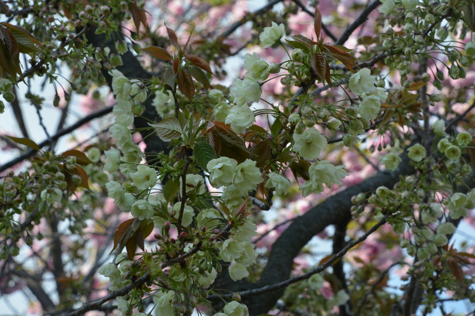 Cabang pohon sakura dengan bunga hijau dan daun baru