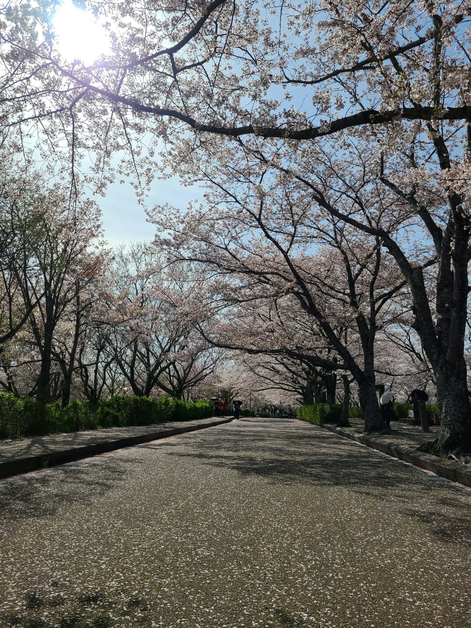 樱花树成排的道路阳光透过