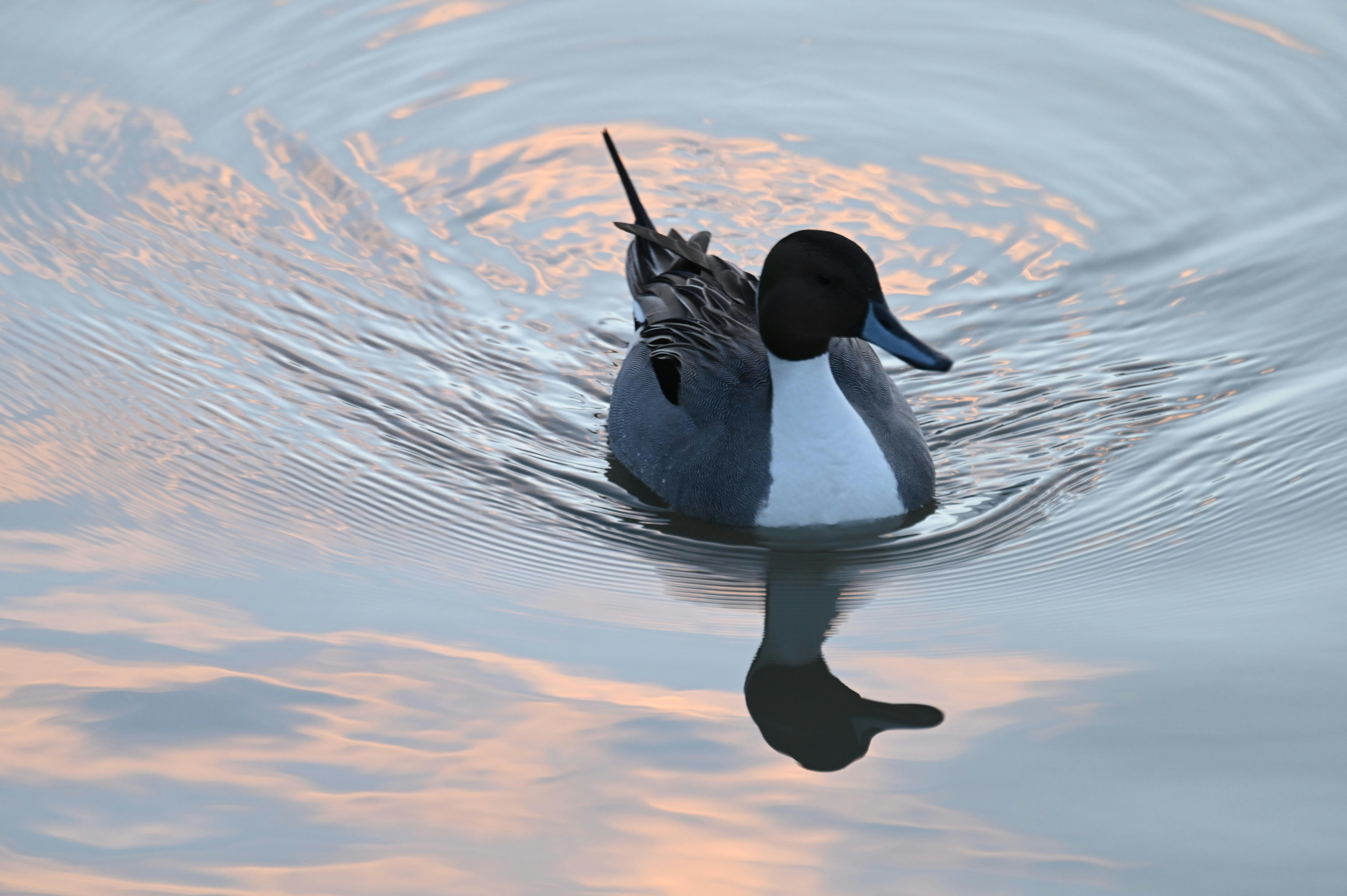 silhouettes de chat et de chien flottant sur l’eau image
