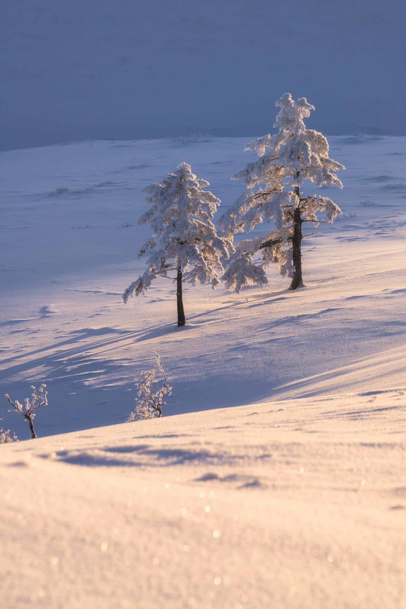 Zwei schneebedeckte Bäume stehen in einer ruhigen Winterlandschaft