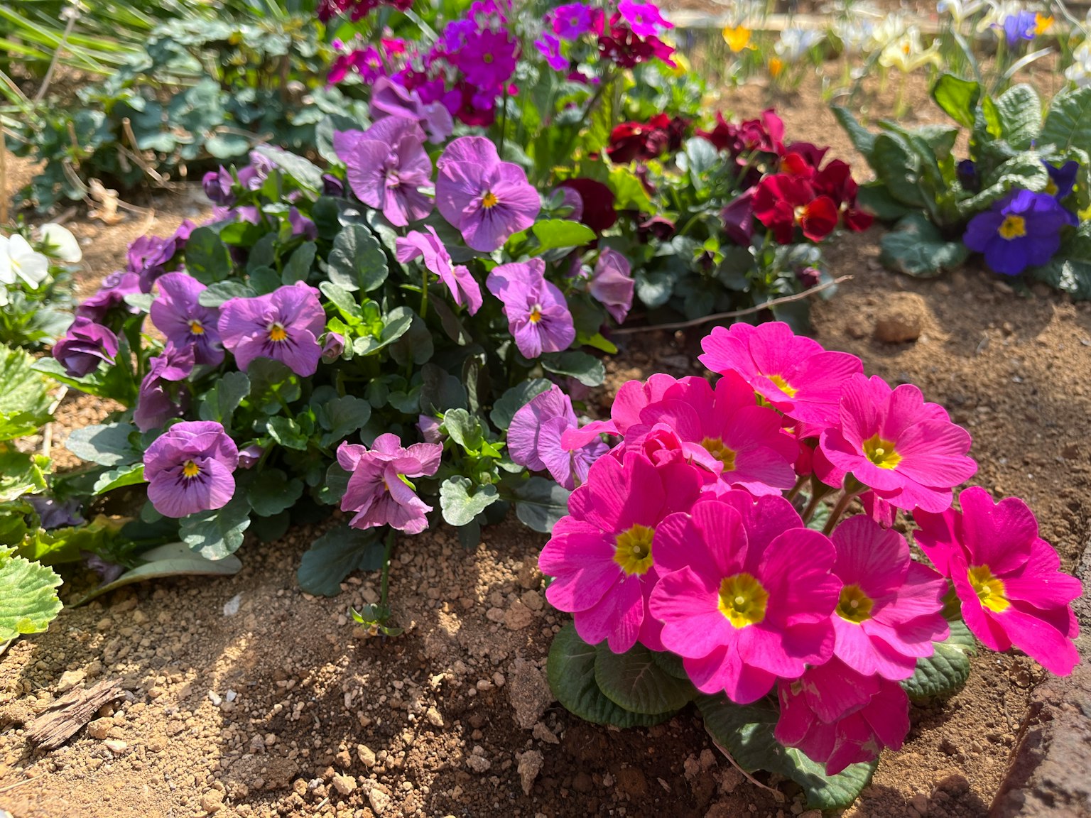 Una escena de jardín vibrante con grupos de flores rosas y moradas
