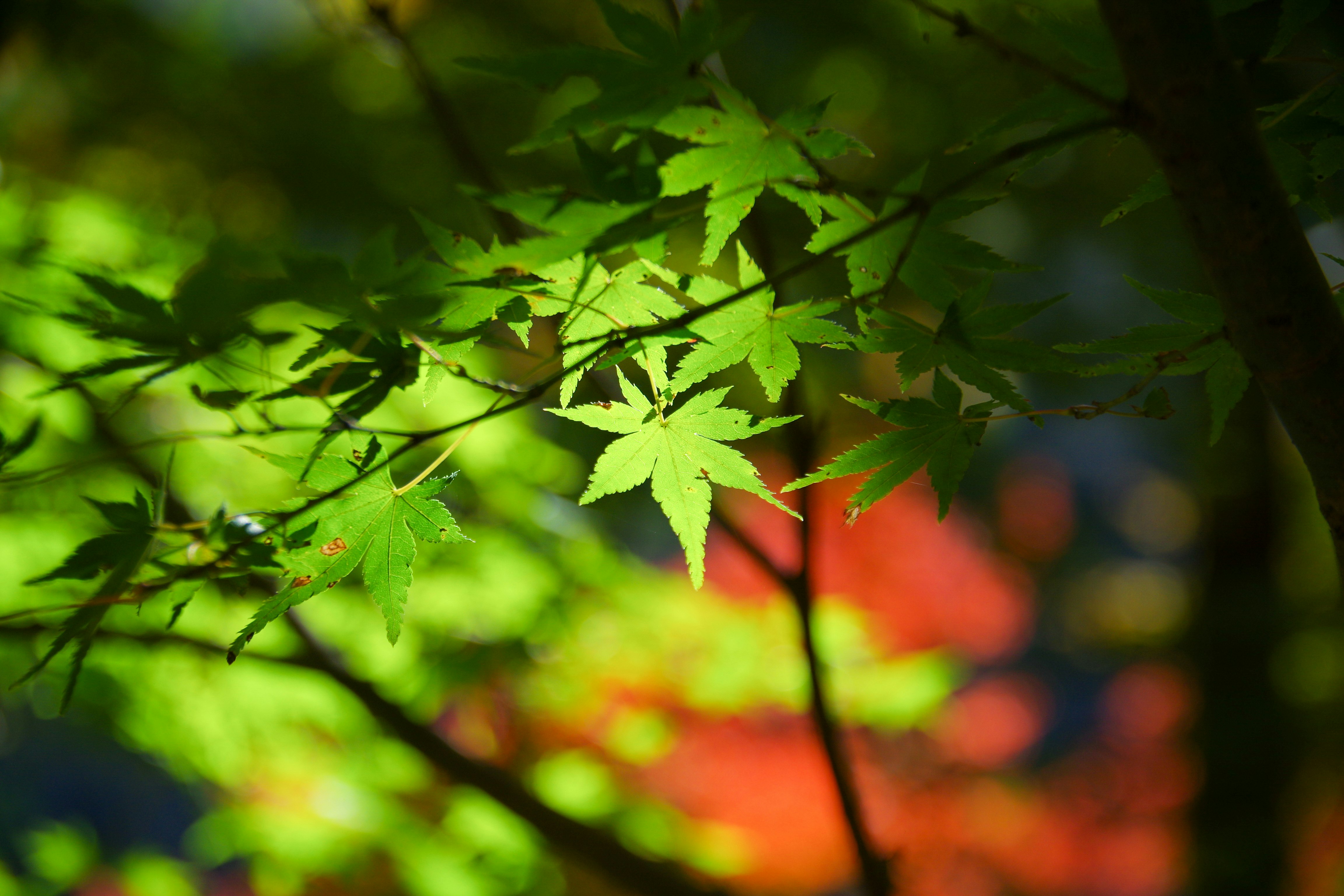 紅葉の葉が揺れる木々の自然風景