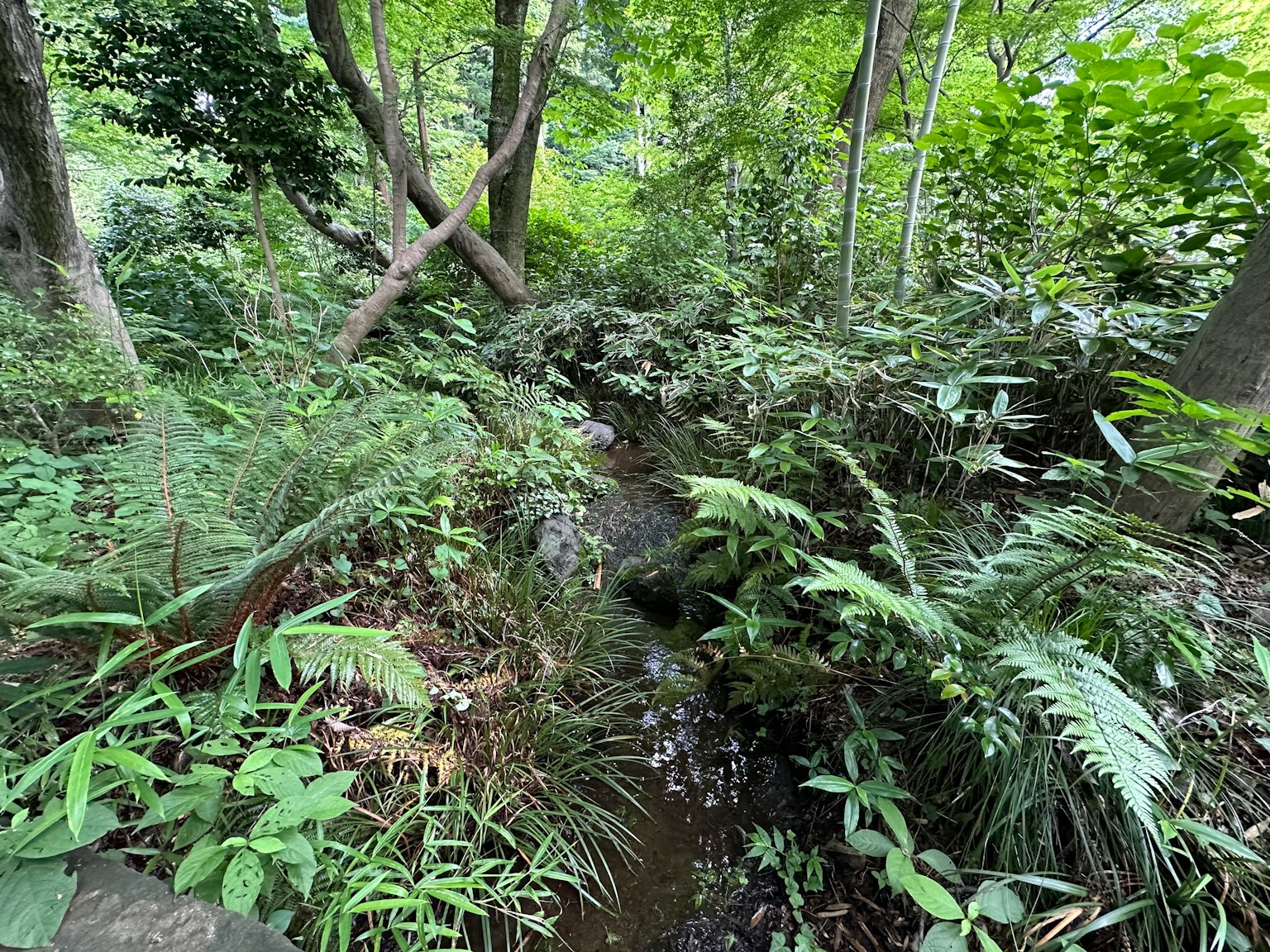 Lush forest with a small stream and dense greenery