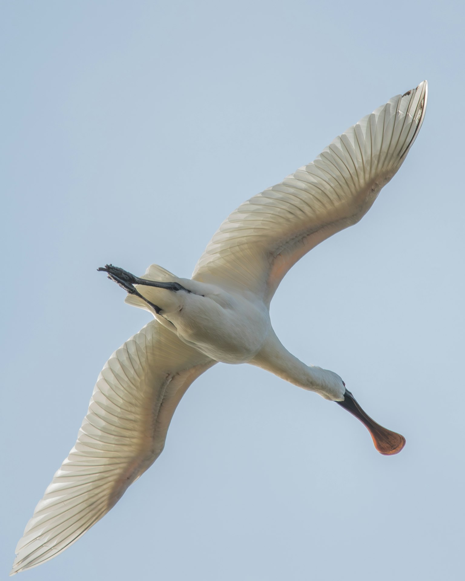 Un uccello bianco che vola nel cielo