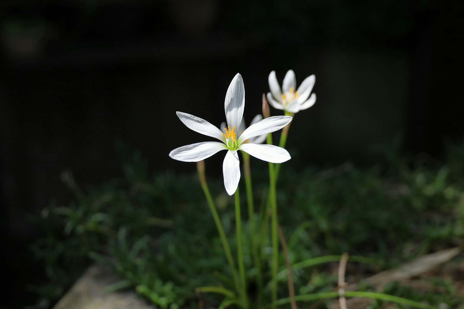 兩朵白花從綠色莖上盛開