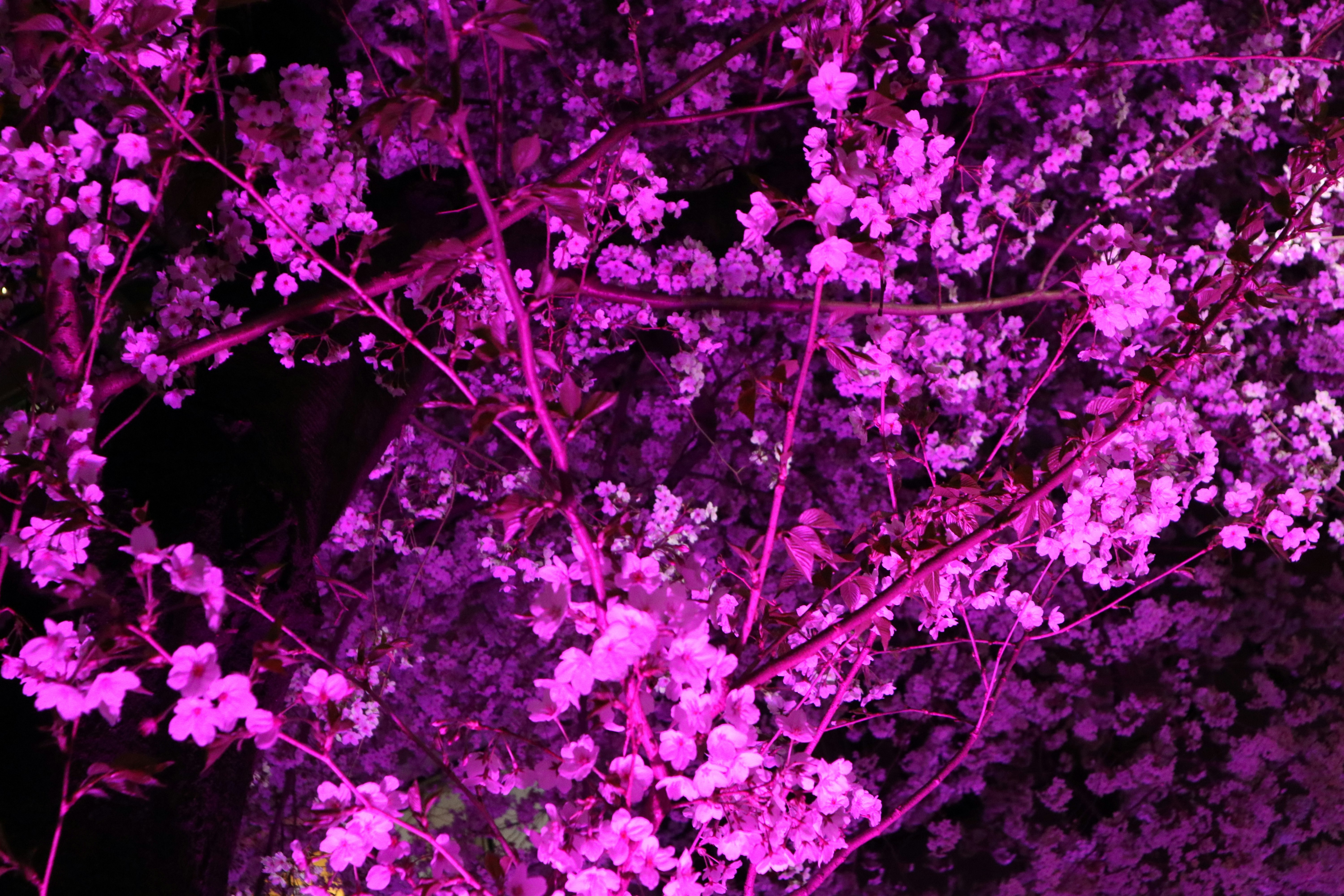 紫のライトに照らされた満開の桜の枝