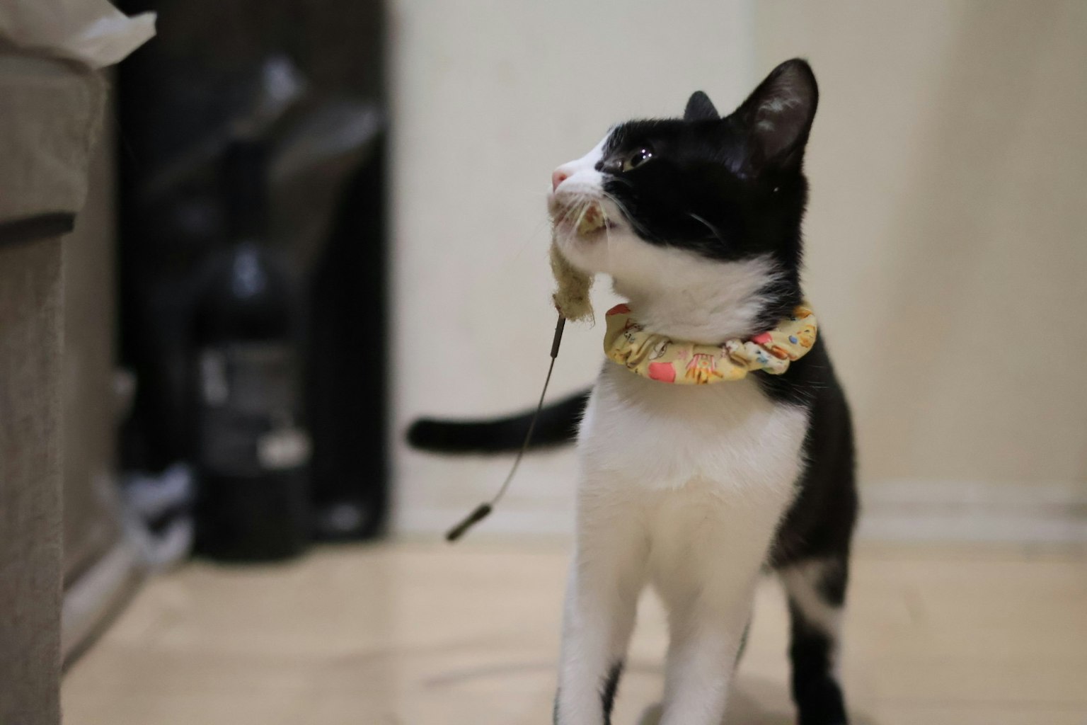 Un gatto bianco e nero con un collare che guarda in alto