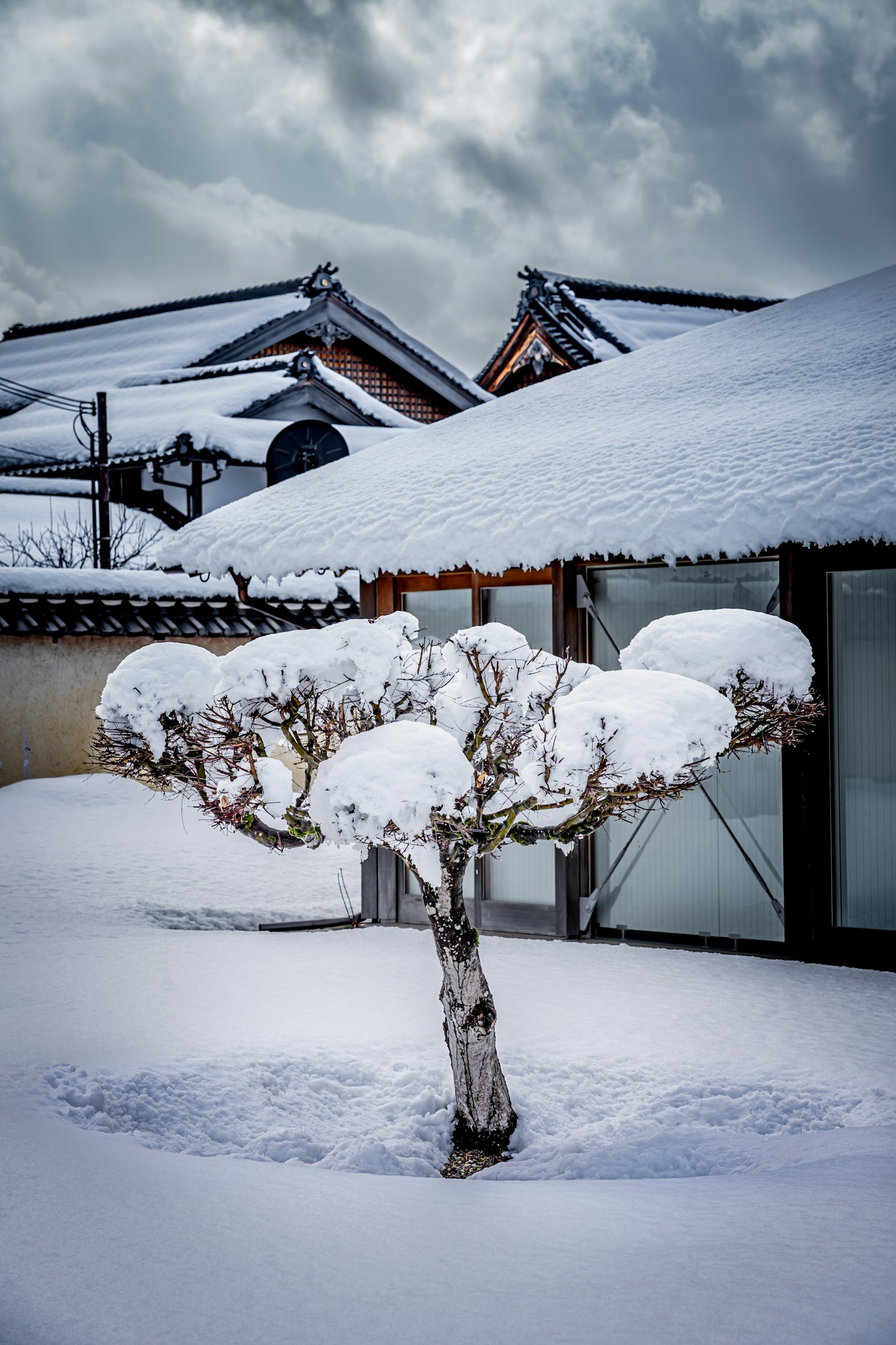 被雪覆盖的盆景树和传统日本房屋的背景