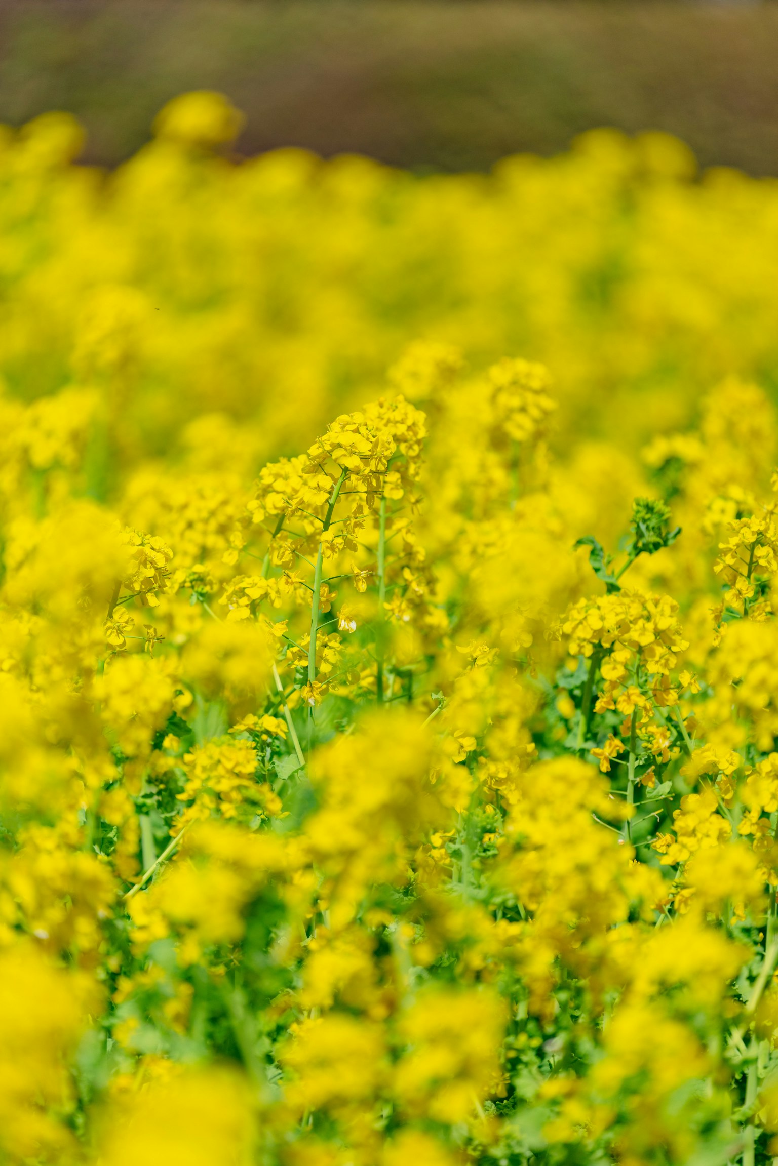 Campo vibrante di fiori di colza gialli in fiore