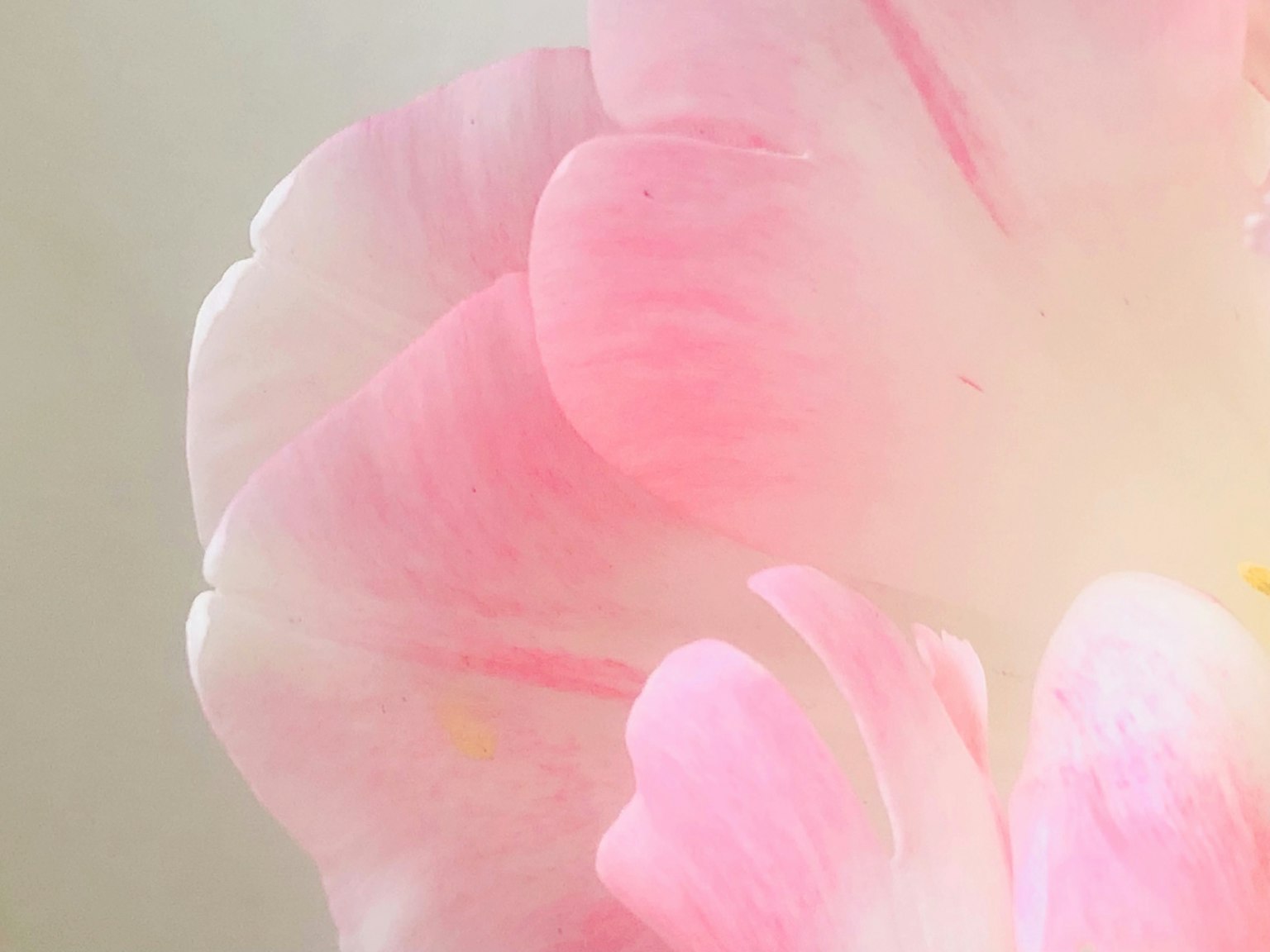 Gros plan de pétales de fleurs roses doux montrant des couleurs et des textures délicates