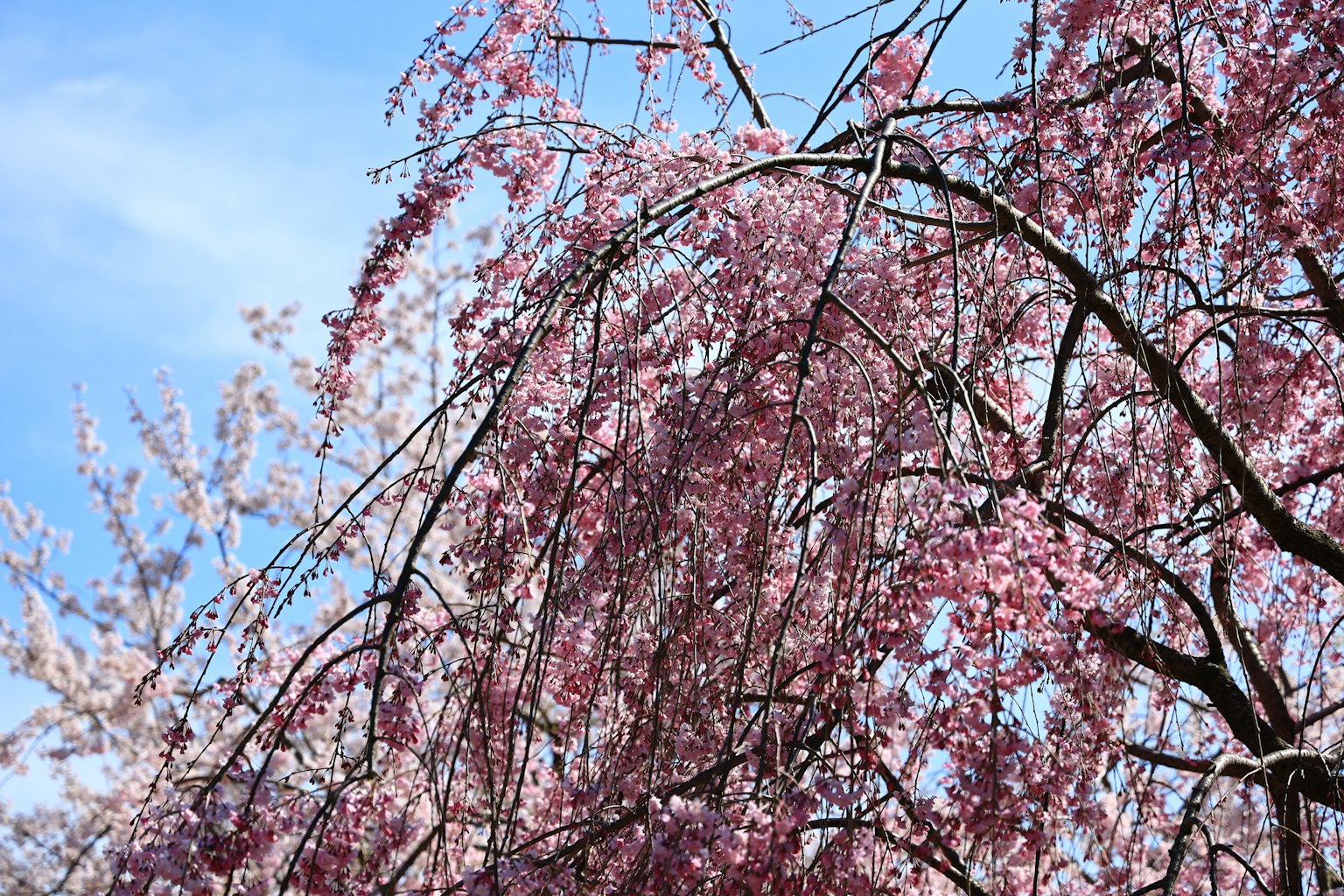 Branches de cerisier avec des fleurs roses sous un ciel bleu
