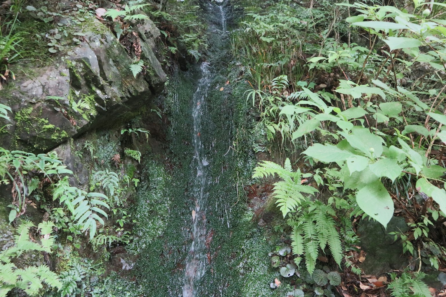 Piccola cascata che scorre attraverso una foresta lussureggiante con piante circostanti