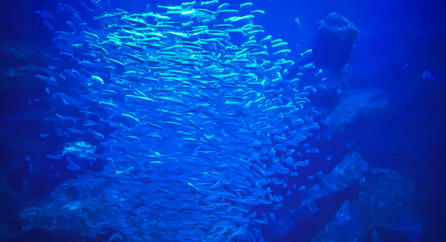 Eine schöne Unterwasserszene mit einem Schwarm kleiner Fische, die im blauen Wasser schwimmen