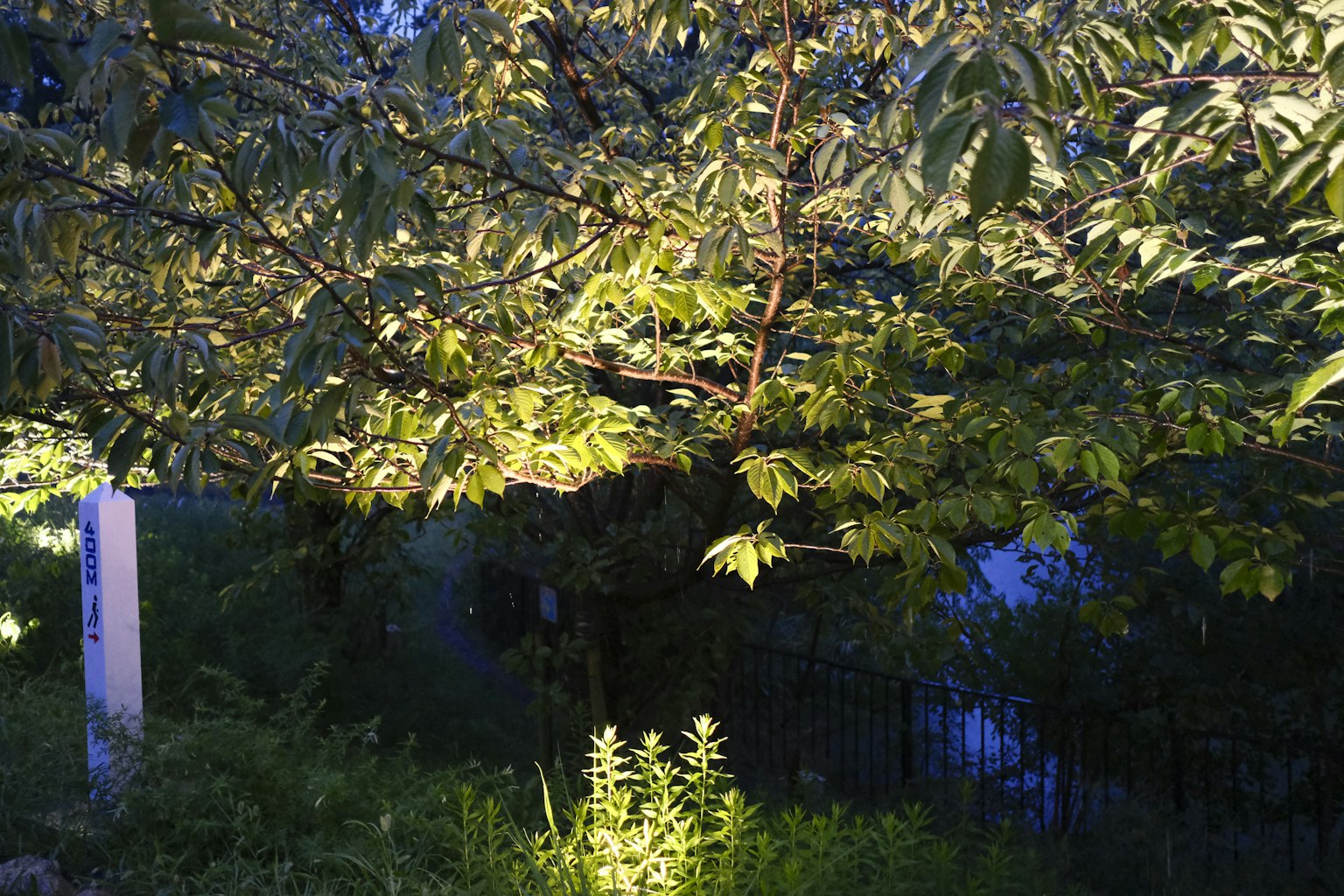 Scena notturna con una pianta verde brillante sotto un albero illuminato da una luce soffusa