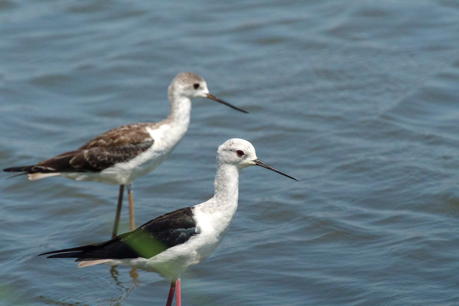 Deux oiseaux debout dans l'eau avec des plumes noires et blanches et de longs becs