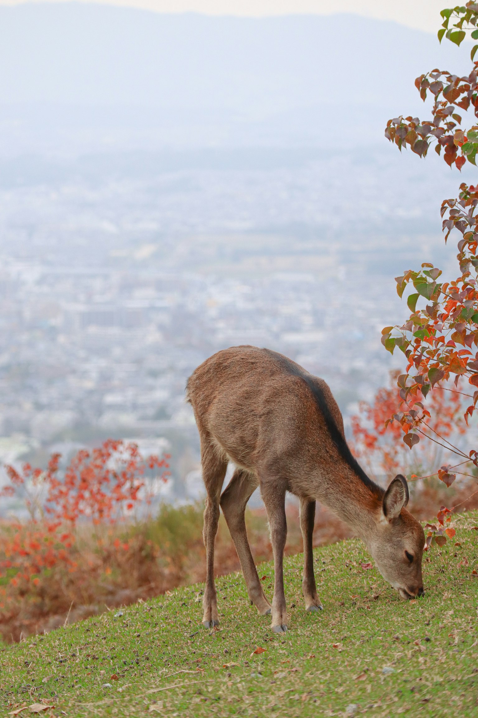 Deer grazing in an autumn landscape