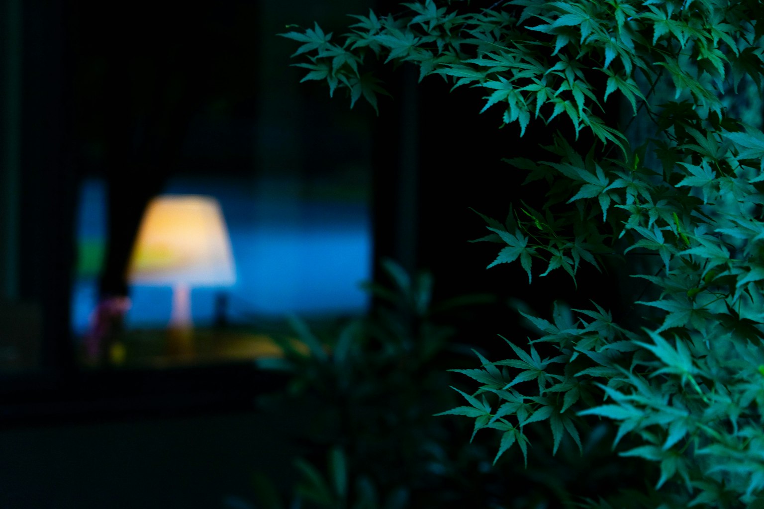 夜晚窗戶前的綠葉反射著燈光和藍色光線