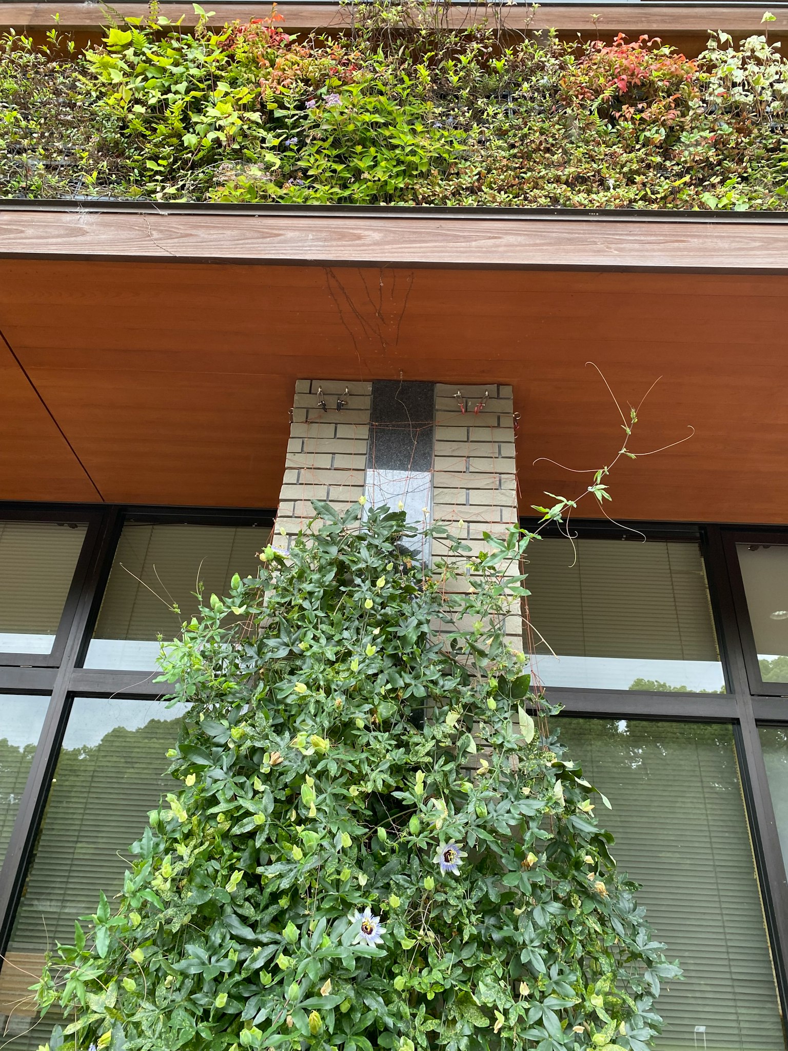 建築外觀裝飾著郁郁蔥蔥的植物