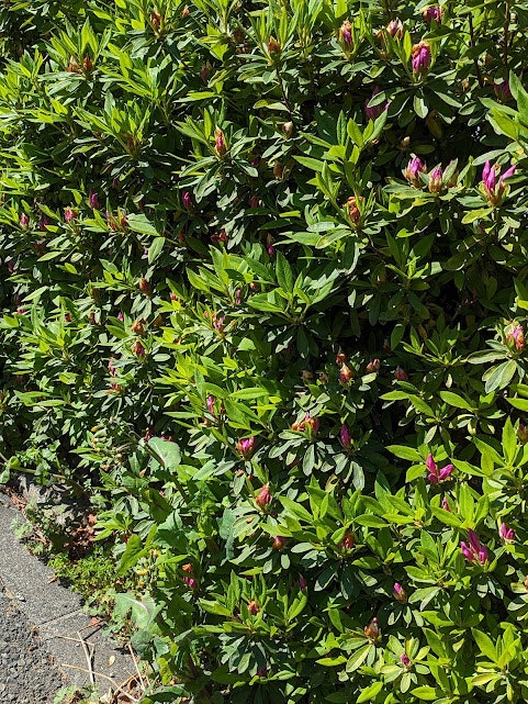 aiuola di arbusti verdi con piccoli fiori in fiore
