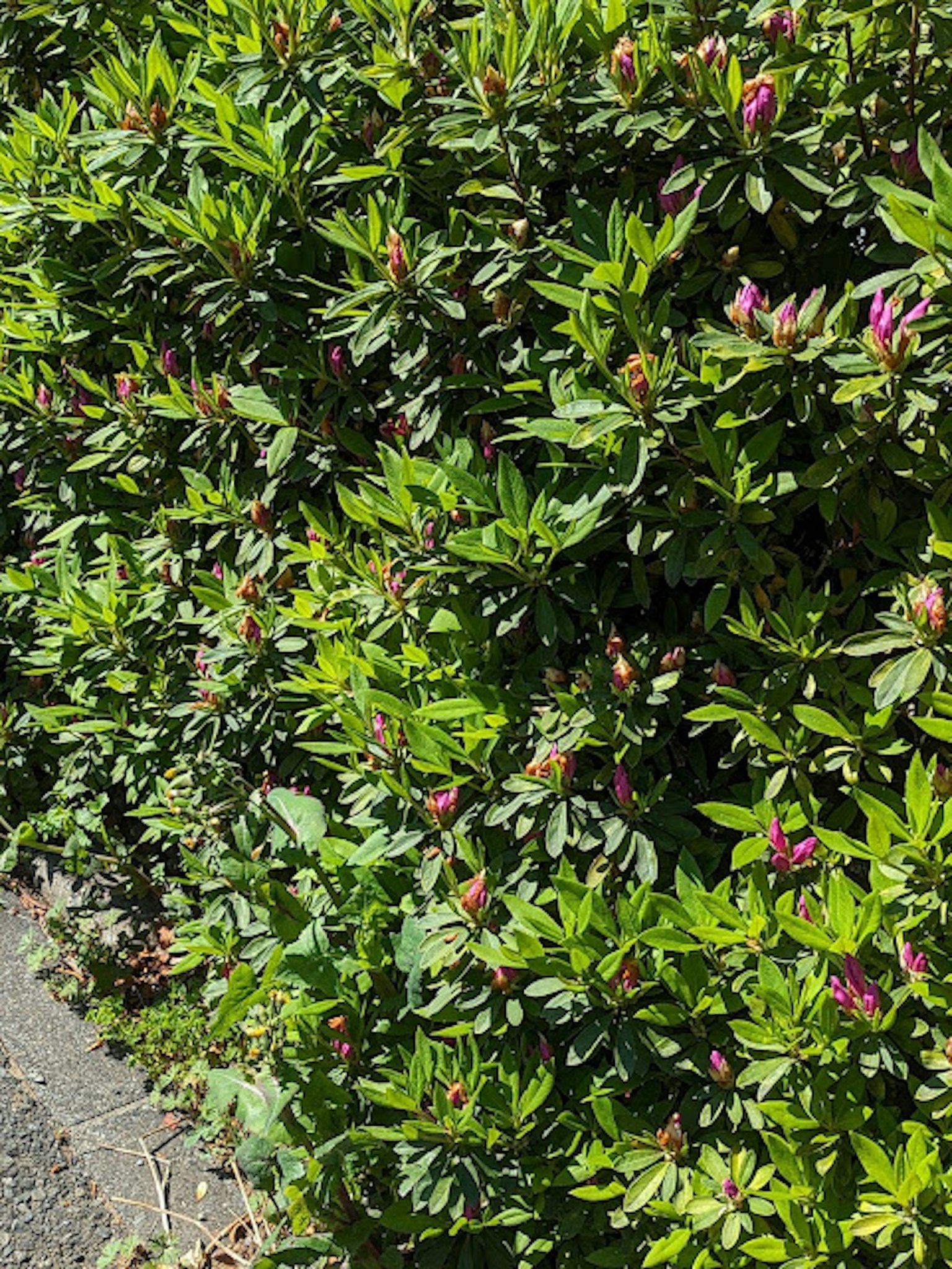 Primo piano di un cespuglio con foglie verdi e gemme rosa