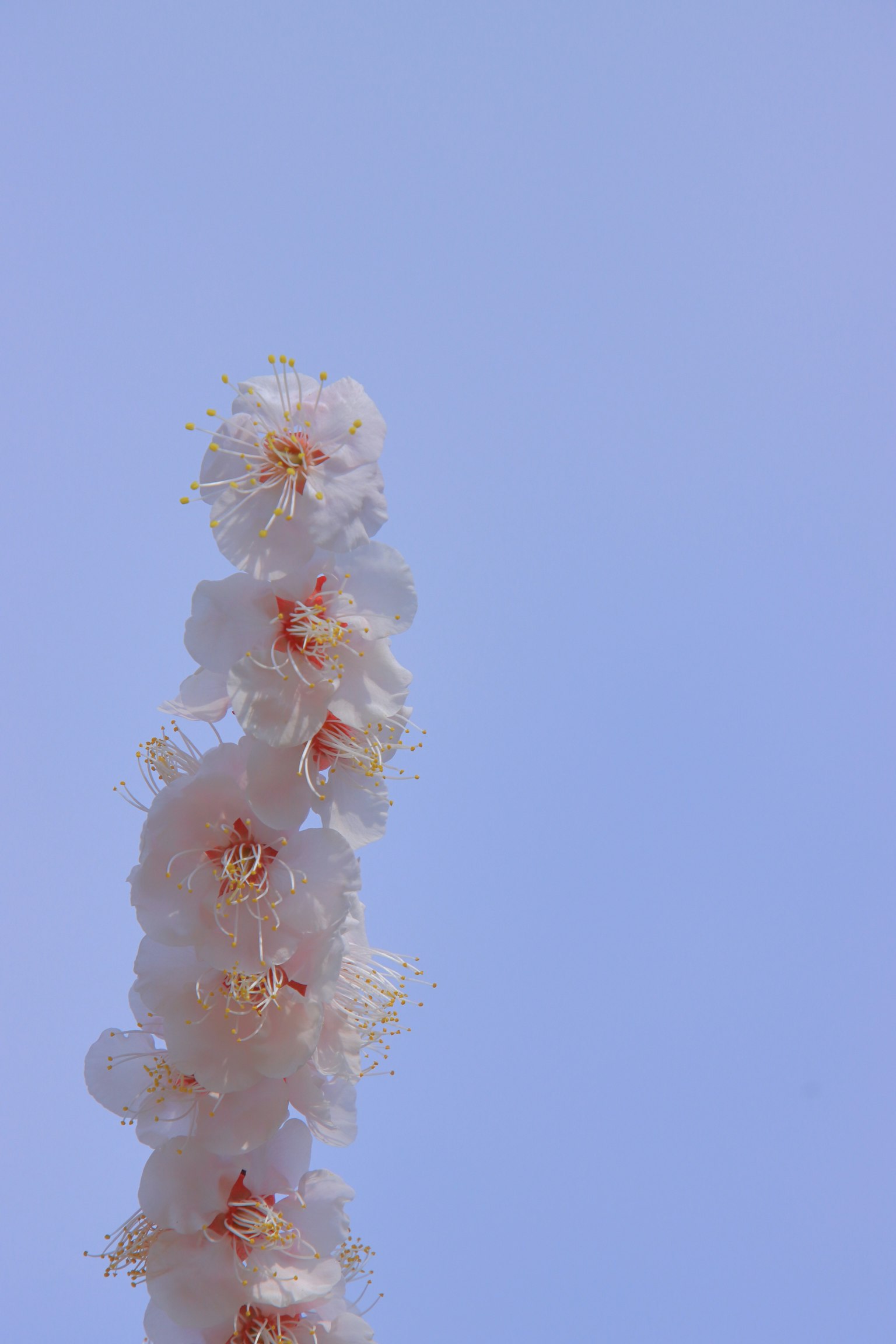 Espiga de flores blancas contra un cielo azul