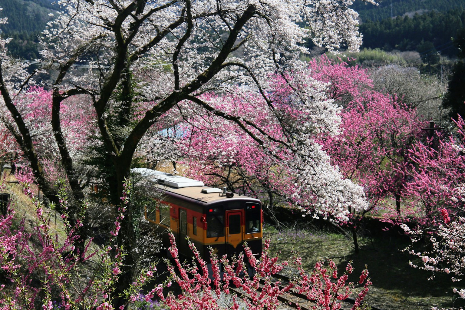 Treno giallo nascosto tra fiori di ciliegio e pesco in fiore in primavera