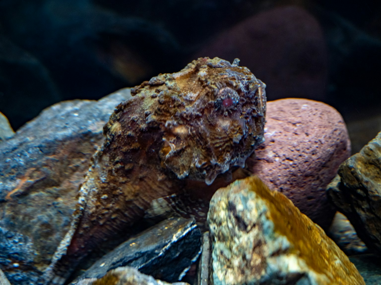 Image d'une petite créature cachée parmi les rochers sous l'eau
