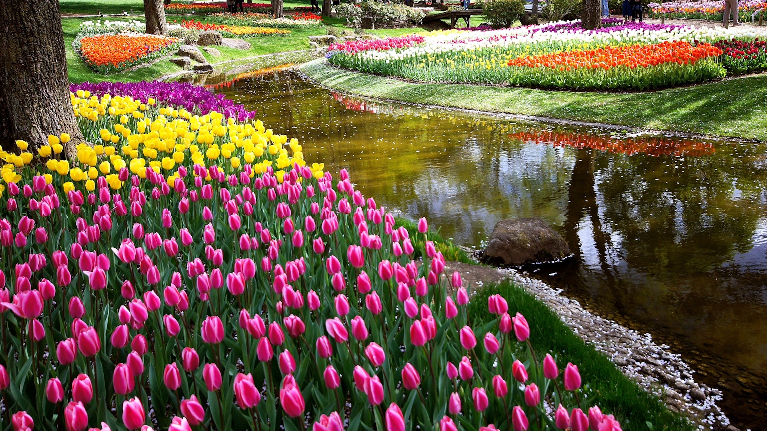 Tulip berwarna-warni dan pemandangan kolam yang tenang