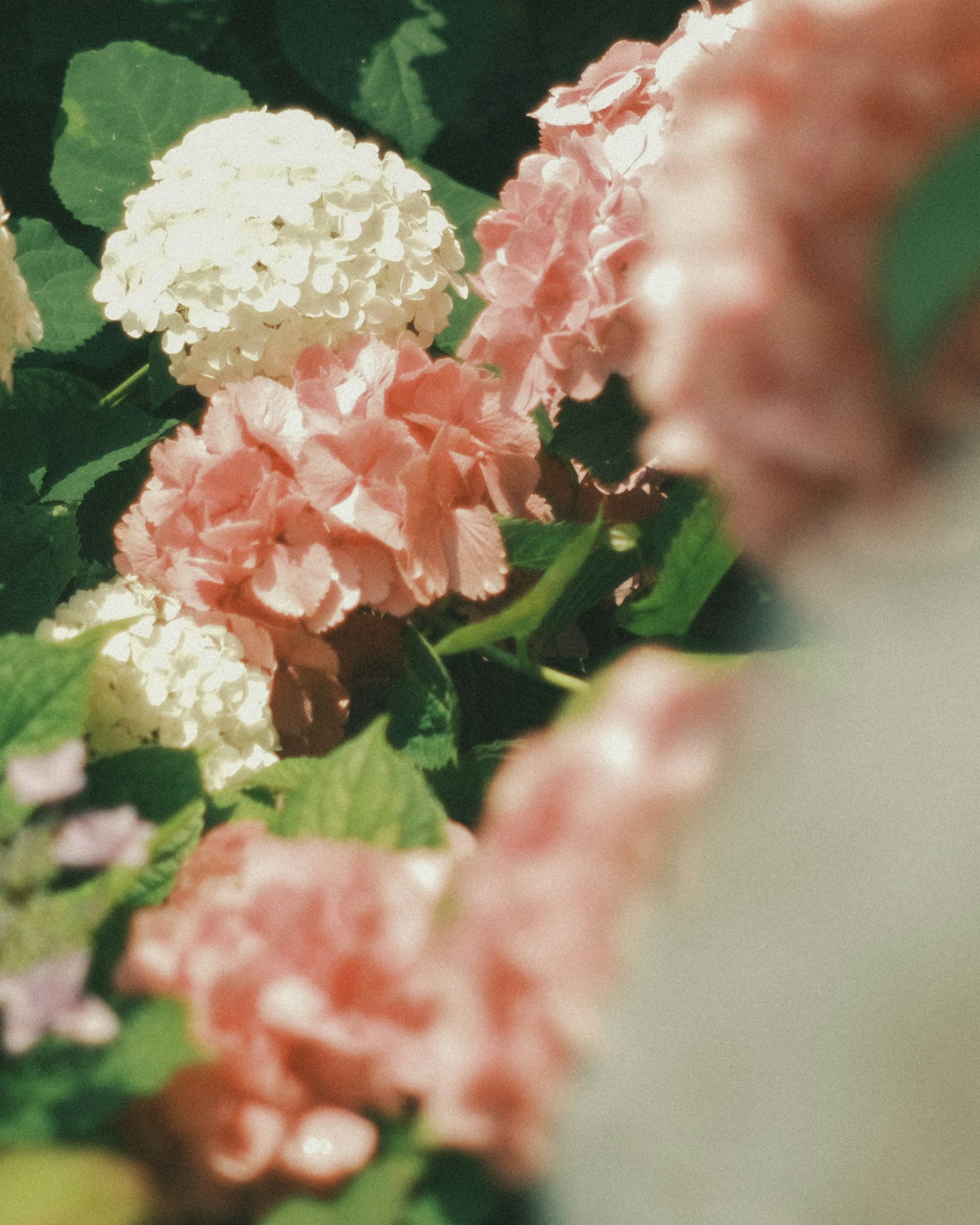 Bunga hortensia berwarna-warni di taman