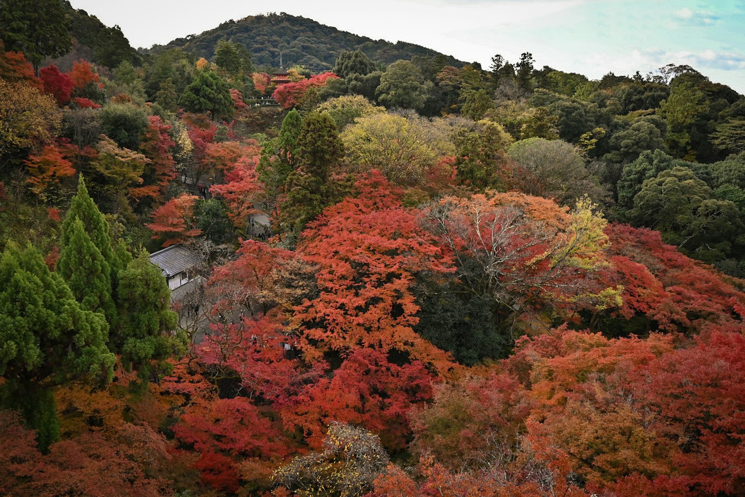 Paysage automnal vibrant avec des feuillages rouges et oranges