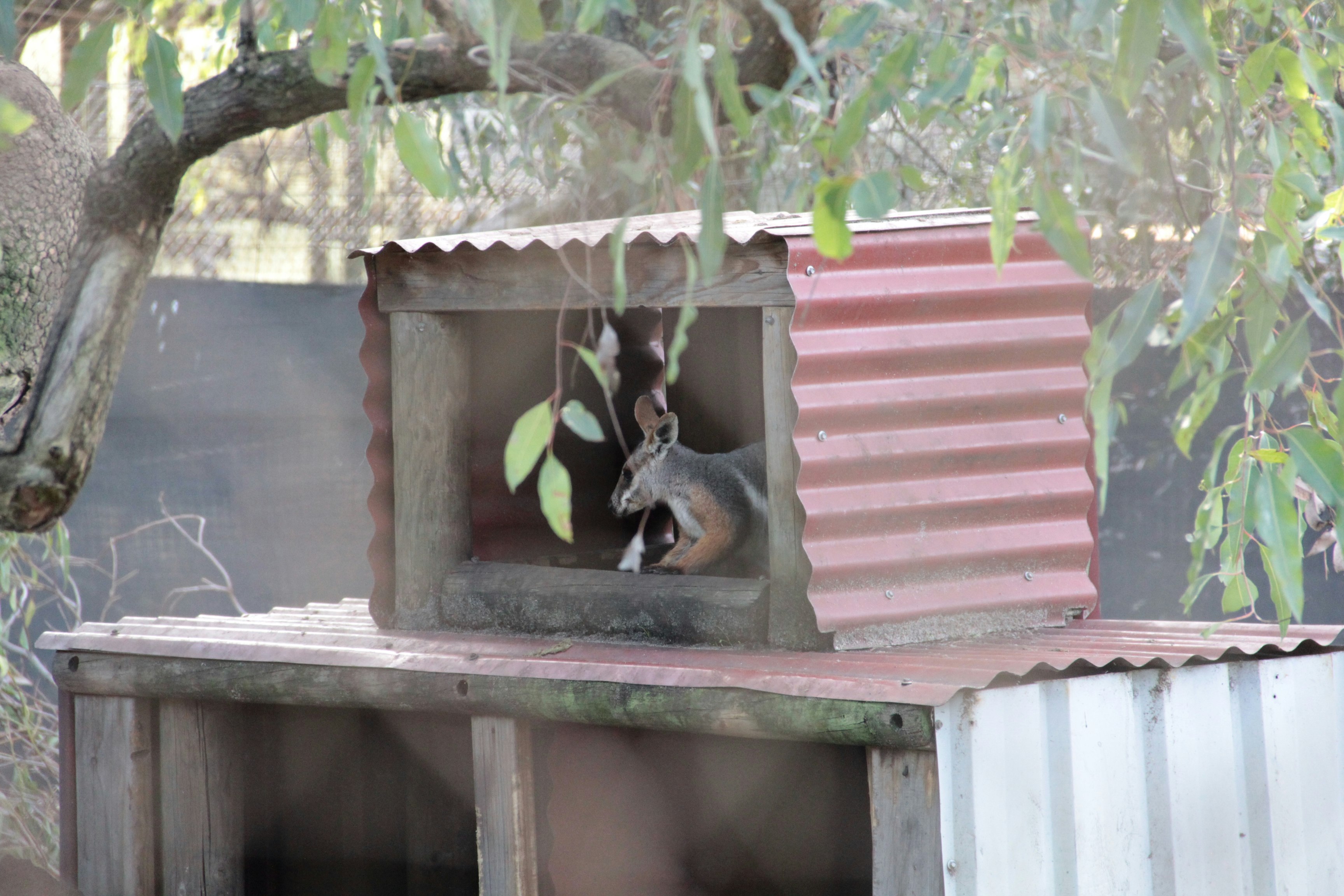 rabbit resting in a small outdoor shelter in the shade