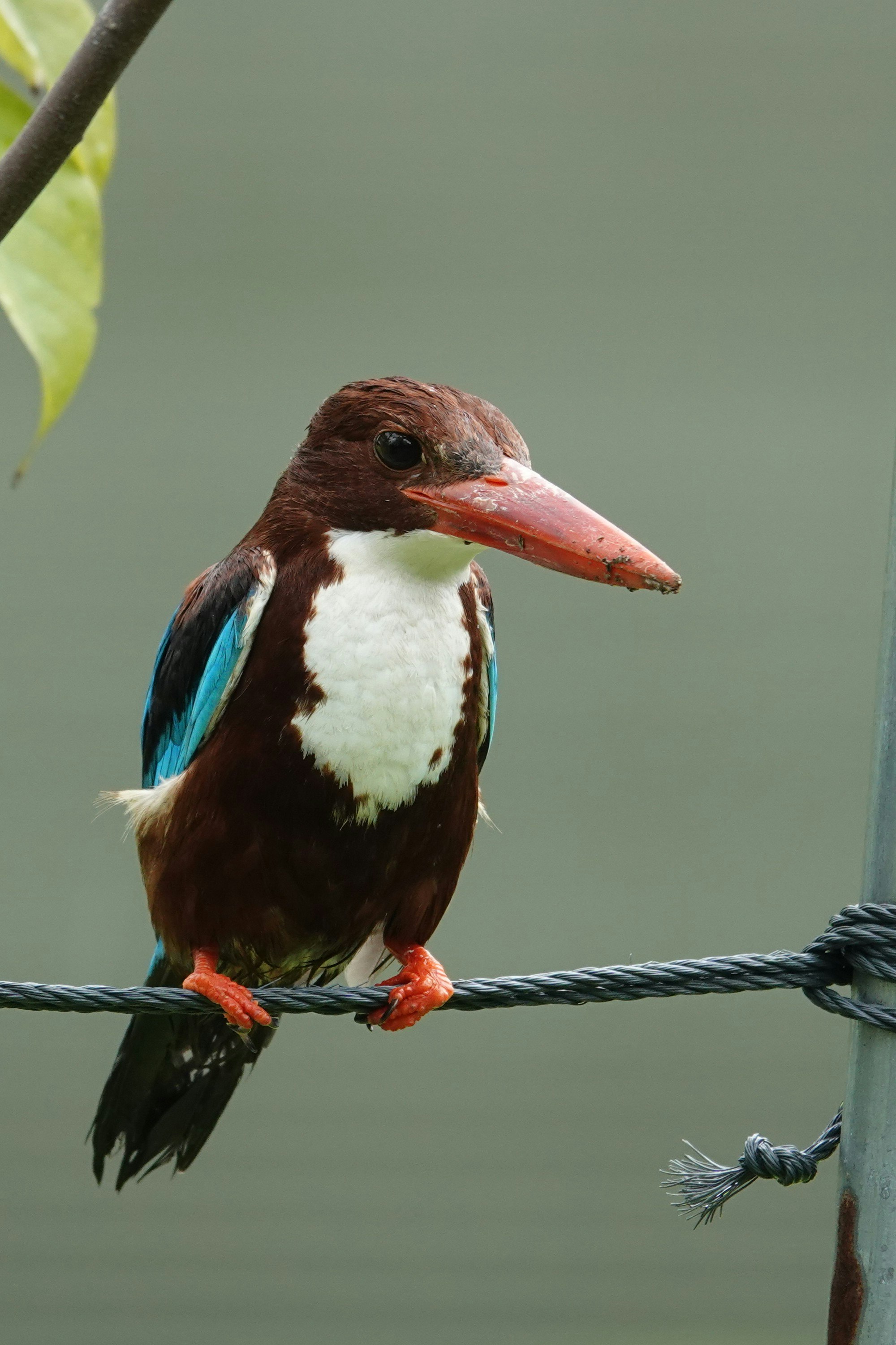 ロープに止まるホオジロカワセミの野鳥