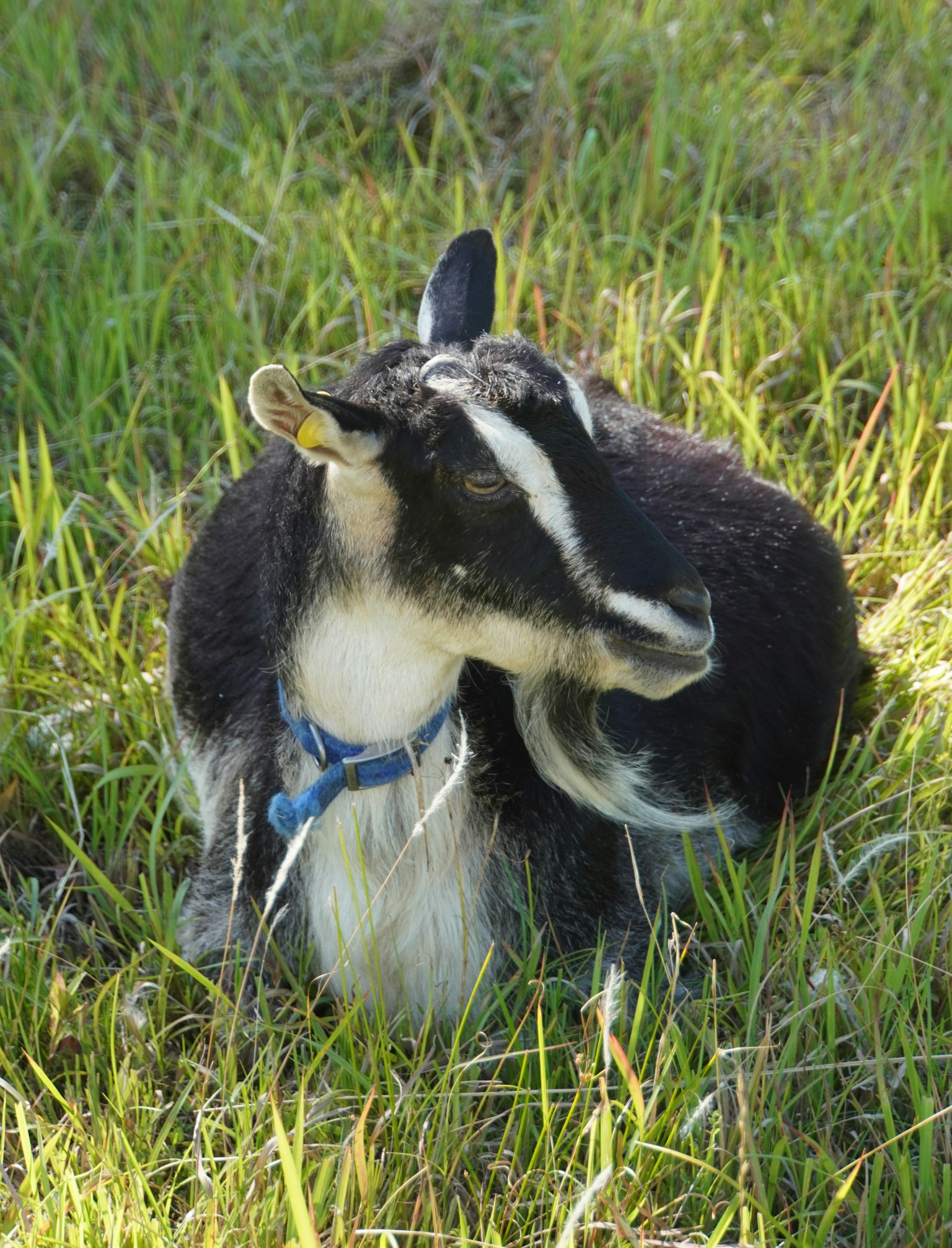 A black goat sitting in the grass