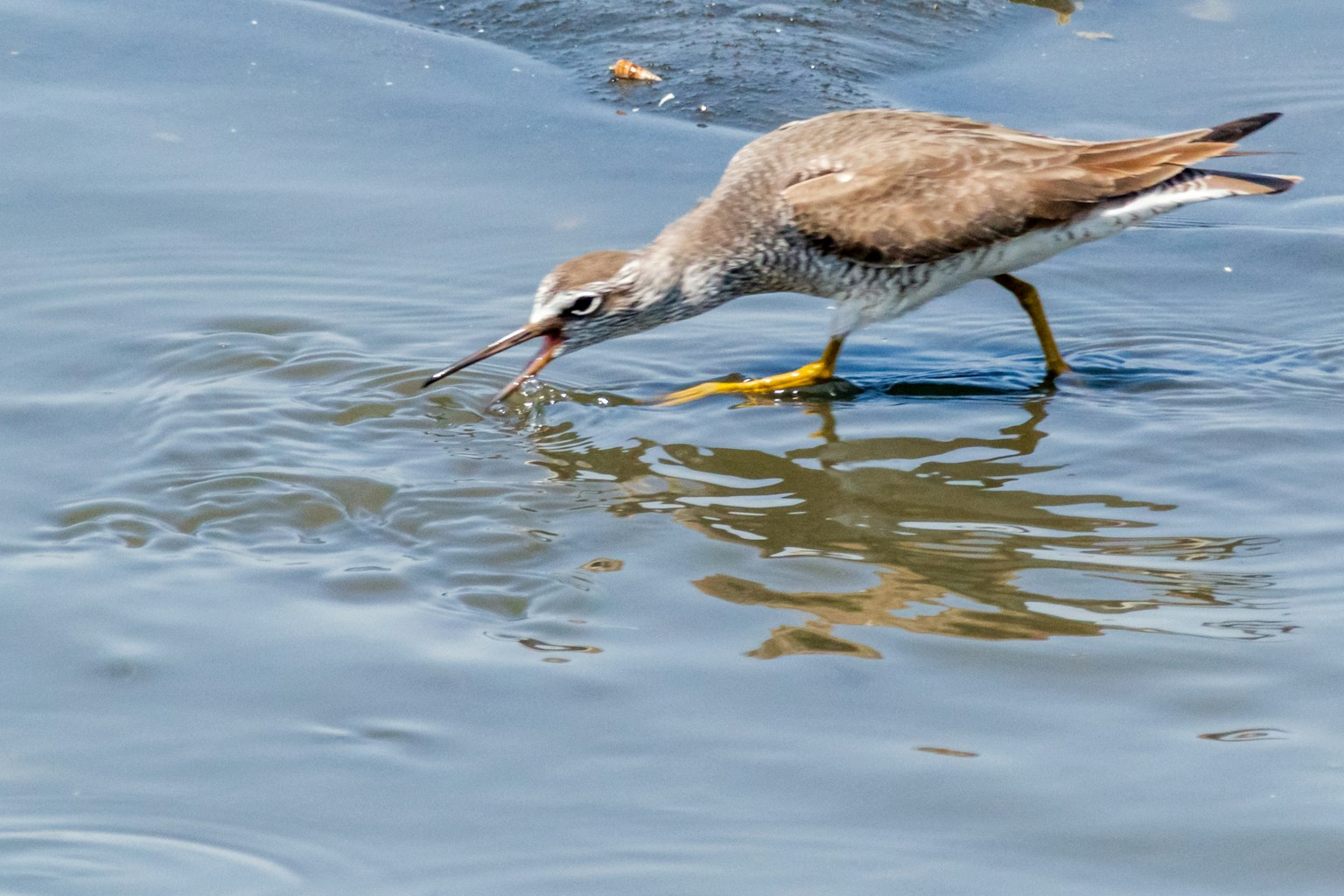 Oiseau cherchant de la nourriture dans l'eau avec reflet visible