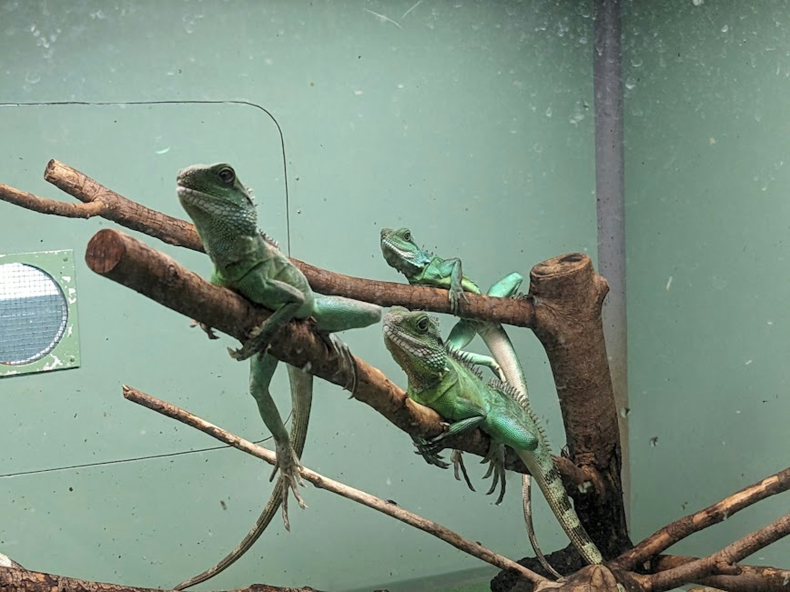 Green lizards perched on branches inside a terrarium