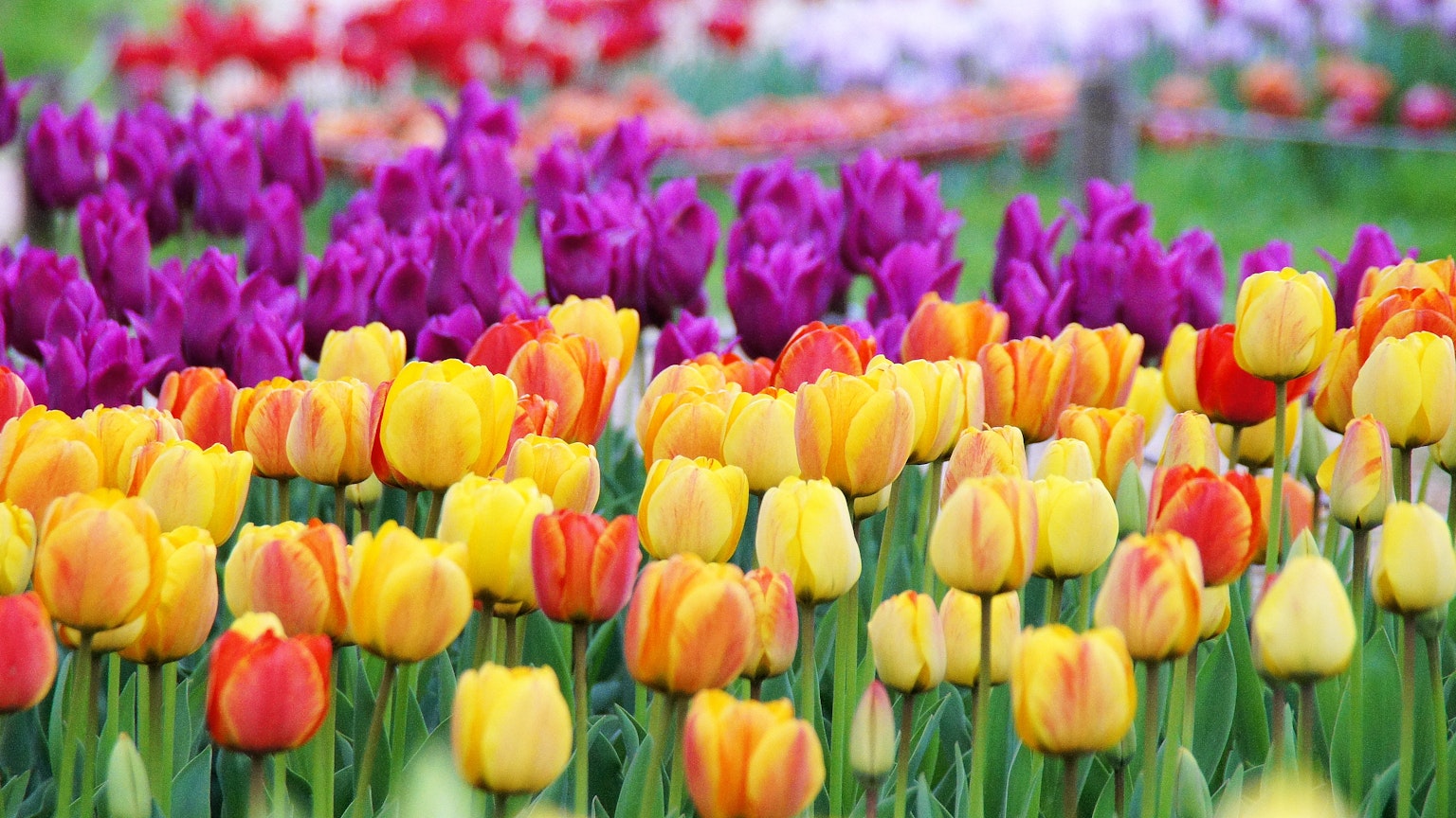 Ladang tulip yang hidup dengan bunga kuning ungu dan merah yang berwarna-warni