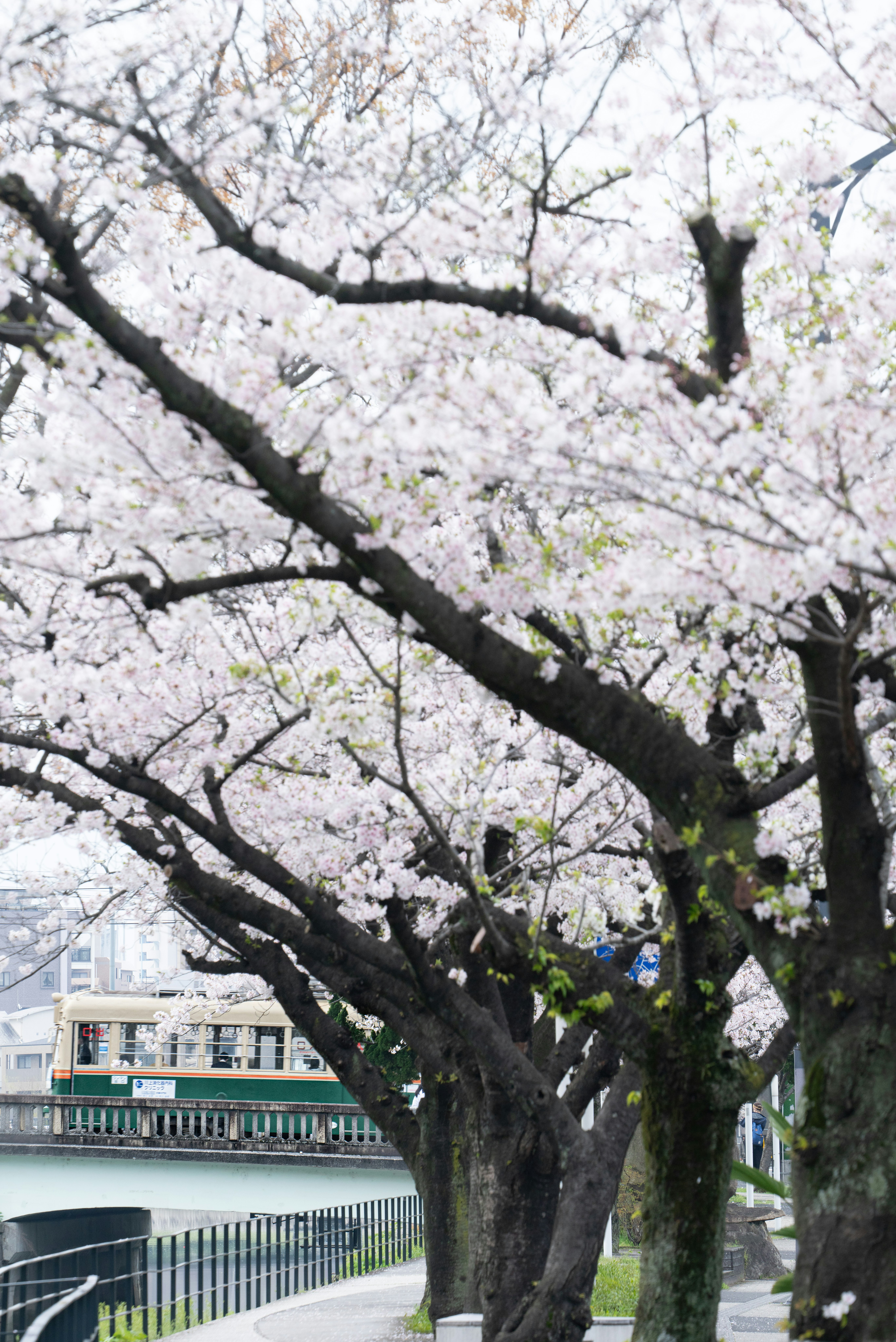 桜並木の枝が歩道を覆う春の風景