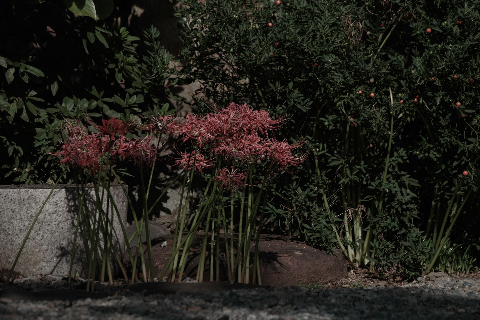 Eine Szene mit rosa Blumen vor grünem Hintergrund
